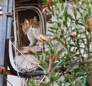 两只猫在希腊的Aegina岛Aegina市寻找一个破旧的房子窗外被遗弃的城市出去图片