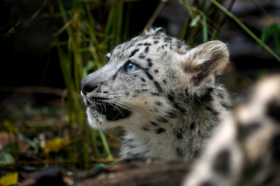 小雪豹Pantherauncia年轻雪豹白色的哺乳动物野生图片