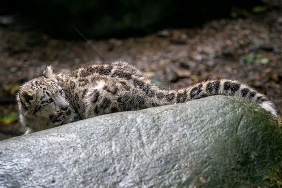 雪豹美洲乌西亚年轻的雪豹肉食动物休息美丽的图片