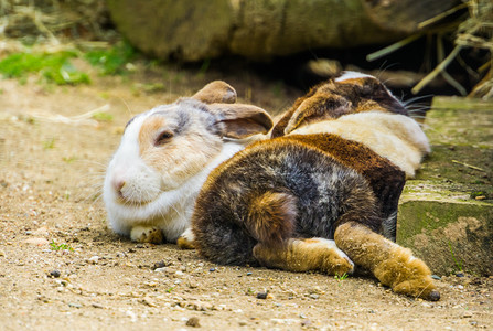 脸外套两只三色土豆兔子一起躺在地上流行的荷兰兔从内河边繁殖出来锥体图片