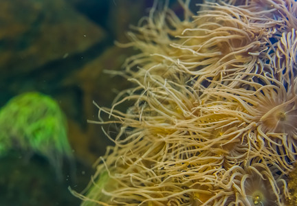 沿海花朵异国情调水下岩石上的触手海葵特写洋生物背景无脊椎动种图片