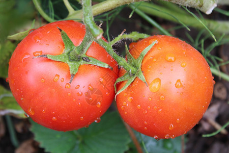 自然分支杂货店红西番茄在灌木丛中美丽的红西番茄挂在花园的树枝上图片