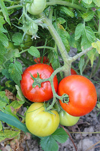 厨房营养红西番茄在灌木丛中美丽的红西番茄挂在花园的树枝上自然图片