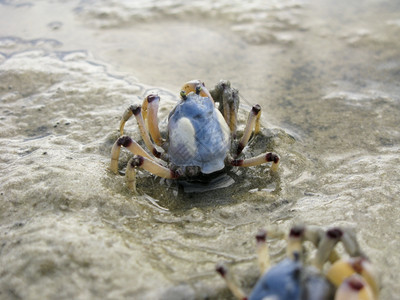 海岸多样动物MictyrislongicarpusMictyrislongicarpus澳大利亚海滩上的士兵蟹图片