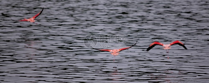 安的列斯群岛粉色翅膀火烈鸟在高托梅尔湖起飞前即刻落图片