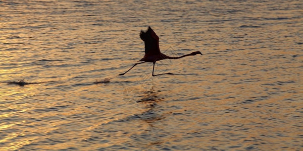 飞行火烈鸟在高托梅尔湖起飞前即刻落翅膀跑图片
