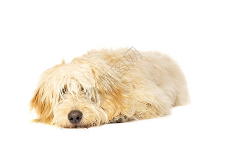 毛茸卷曲涂鸦在白色背景面前的中金条狗红图片