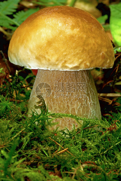 森林中的巨石蘑菇还有苔和青春斯坦皮尔茨牛肝菌决心图片