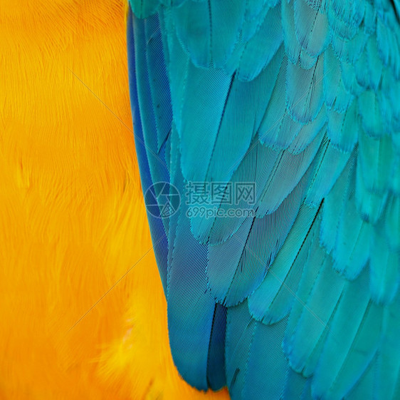 野生动物蓝色和金麦毛羽充满活力禽类图片