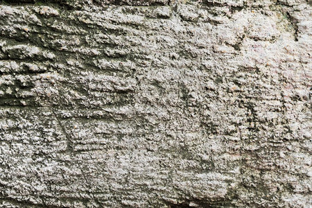 纹理本底树木的地板裂痕和腐蚀缝空的图片