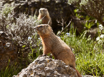 啮齿动物坐在一块石头上其背景又站第二名的岩石上这些地面松鼠家族的成员在黄石公园和落基山脉中很常见YealstoneNationa图片