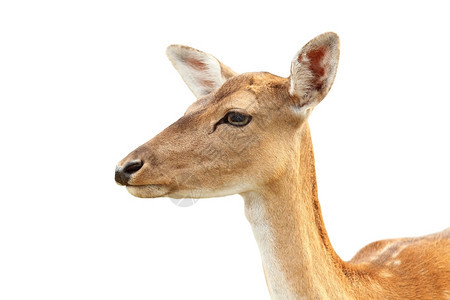 母鹿生物学讨好与白背景隔绝的落地鹿之后头达马肖像图片