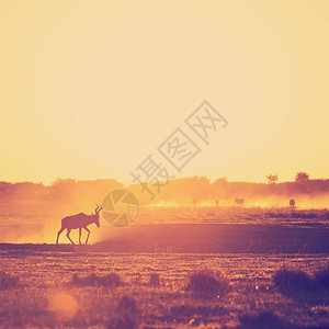 苹果浏览器野生动物非洲日落风景博茨瓦纳灰尘地上行走的木头黑斑马非洲有逆向Instagram风格过滤效应正方形图片