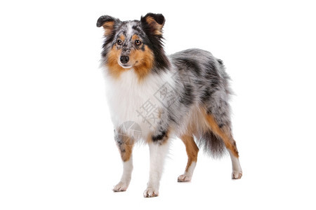 谢蒂犬类亲热设得兰群岛牧羊犬孤立在白色背景上的Sheltie狗图片