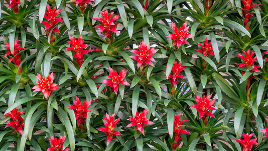 植物群花朵叶子红布罗梅利在花园里放鲜图片