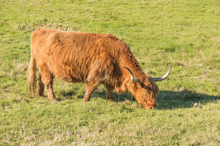 苏格兰高地人自然草食动物农业图片