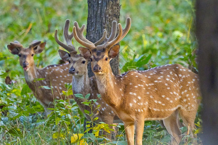 斑点鹿CheetalAxisAxisAxisDeerRoyalBardiaNationalParkBardiyaPark尼泊尔亚图片