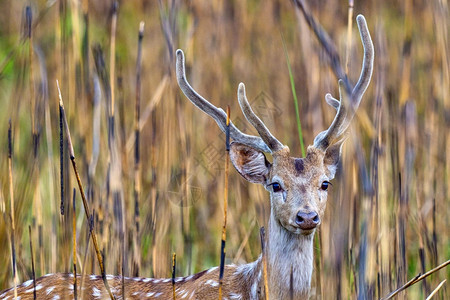 动物自由生态旅游斑点鹿CheetalAxisAxisAxisDeerRoyalBardiaNationalParkBardiya图片