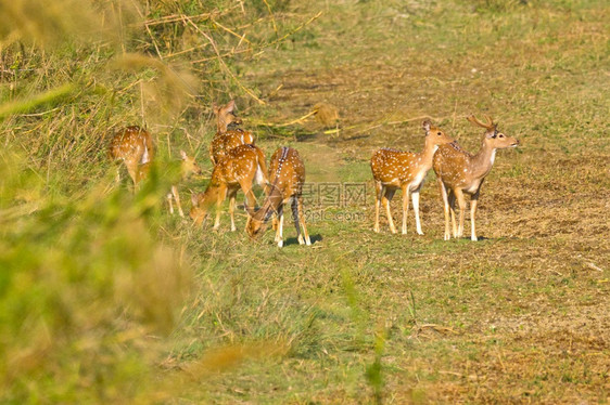 野生动物有蹄类预订斑点鹿CheetalAxisAxisAxisDeerRoyalBardiaNationalParkBardiy图片