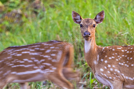 荒野斑点鹿CheetalAxisAxisAxisDeerRoyalBardiaNationalParkBardiyaPark尼泊图片