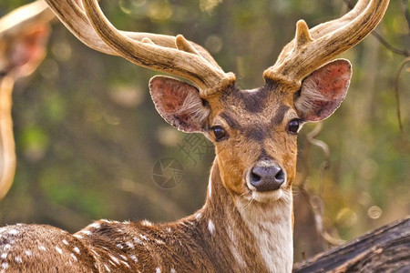 生物学斑点鹿CheetalAxisAxisAxisDeerRoyalBardiaNationalParkBardiyaPark尼图片