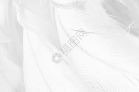 美丽线条白羽毛花布图案背景抽象的复活节海鸥图片
