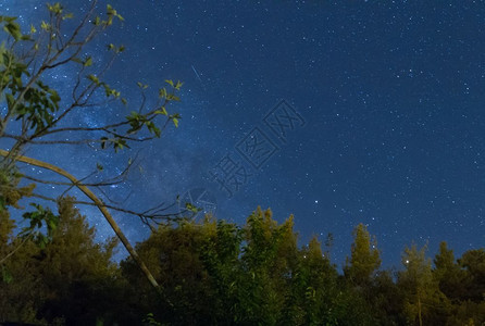 夜景星空与森林图片