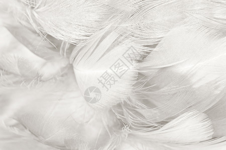 美丽线条白羽毛图案布局背景美丽的海鸥时尚图片