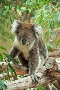 澳大利亚人灰色的食物土生长澳大利亚Koala熊食用叶树图片