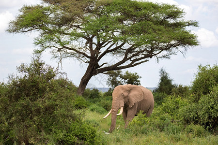 肯尼亚公园大草原上的一头象公园草原上的一头象荒野树干动物图片