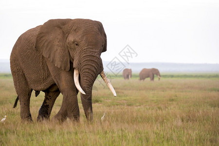 肯尼亚公园大草原上的一头象公园草原上的一头象物种牙非洲人图片
