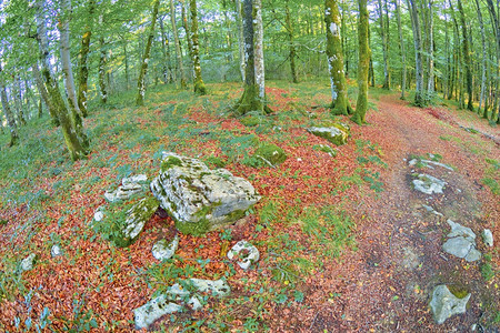 生态系统自由森林景观瓦尔德雷霍自然公园瓦尔德戈维亚阿拉瓦巴斯克地区西班牙欧洲木头图片