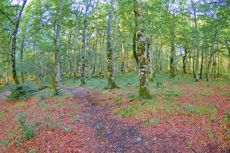 森林景观瓦尔德雷霍自然公园瓦尔德戈维亚阿拉瓦巴斯克地区西班牙欧洲冷静的木头生物学图片
