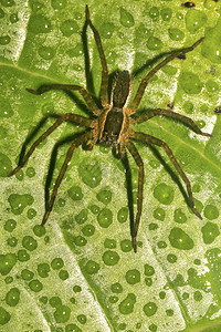 热带蜘蛛雨林纳波河流域亚马逊厄瓜多尔亚马逊美洲荒野绿盆地图片