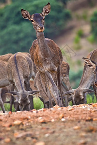 生态旅游荒芜之地红鹿CervuselaphusRutting季节Monfrague公园生物圈保护区卡塞雷斯省埃特马杜拉西班牙欧洲图片
