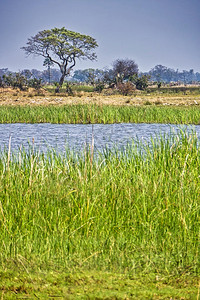 栖息地保护生态湿景观奥卡万戈三角洲奥卡万戈草地教科文组织世界遗产地点拉姆萨尔韦特兰博茨瓦纳非洲图片