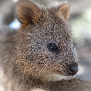 澳大利亚罗特涅斯岛短尾矮袋鼠图片