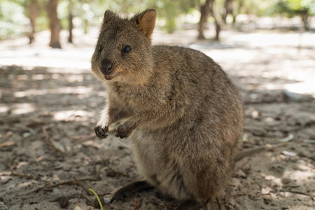 澳大利亚罗特涅斯岛短尾矮袋鼠图片