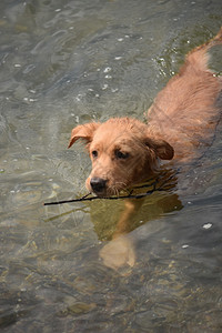 哺乳动物雅茅斯托勒狗用棍子在海中游泳的可爱小狗新人图片