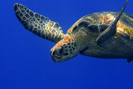 嘴约根森旅行马来西亚婆罗洲巴丹的绿海龟图片