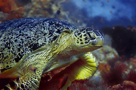亚洲礁马来西婆罗洲巴丹的绿海龟脸图片
