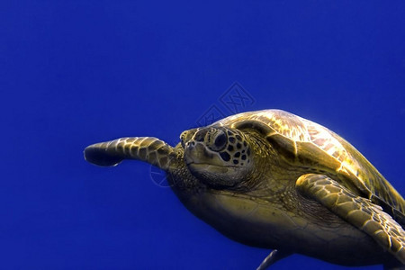 游泳皱纹马来西亚婆罗洲巴丹的绿海龟亚洲图片
