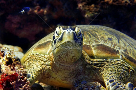 嘴马来西亚婆罗洲巴丹的绿海龟贝壳礁图片