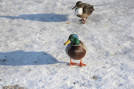 雪上鸭子冬季照片中鸟儿的冰野生物河冬天动图片
