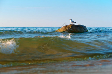 海滩天空放松孤独的海鸥在石头上鸟海的石头上鸟在海的石头上孤独海鸥在石头上图片
