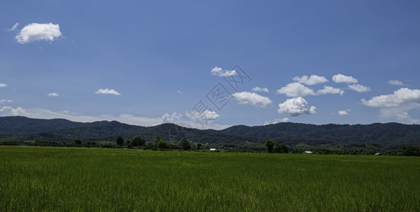 白饭泰国绿稻田和天空背景农村地貌图情况乡村的季节图片