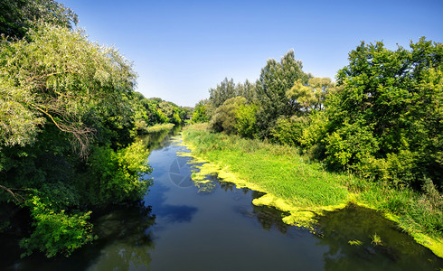 夏天绿树之间的河流在绿树中间的河流里景观植物绿色图片