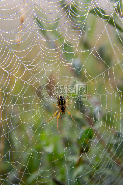 联系丝绸早上有露水的蜘蛛网晶图片