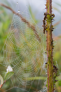 植物早晨上有露水的蜘蛛网昆虫图片