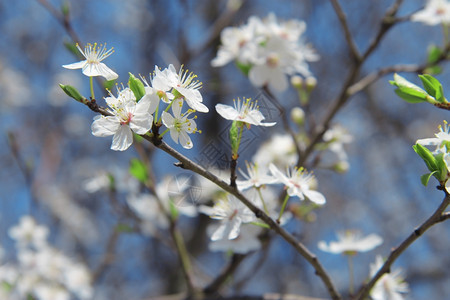 四月野树枝上盛开的白花瓣颜色图片